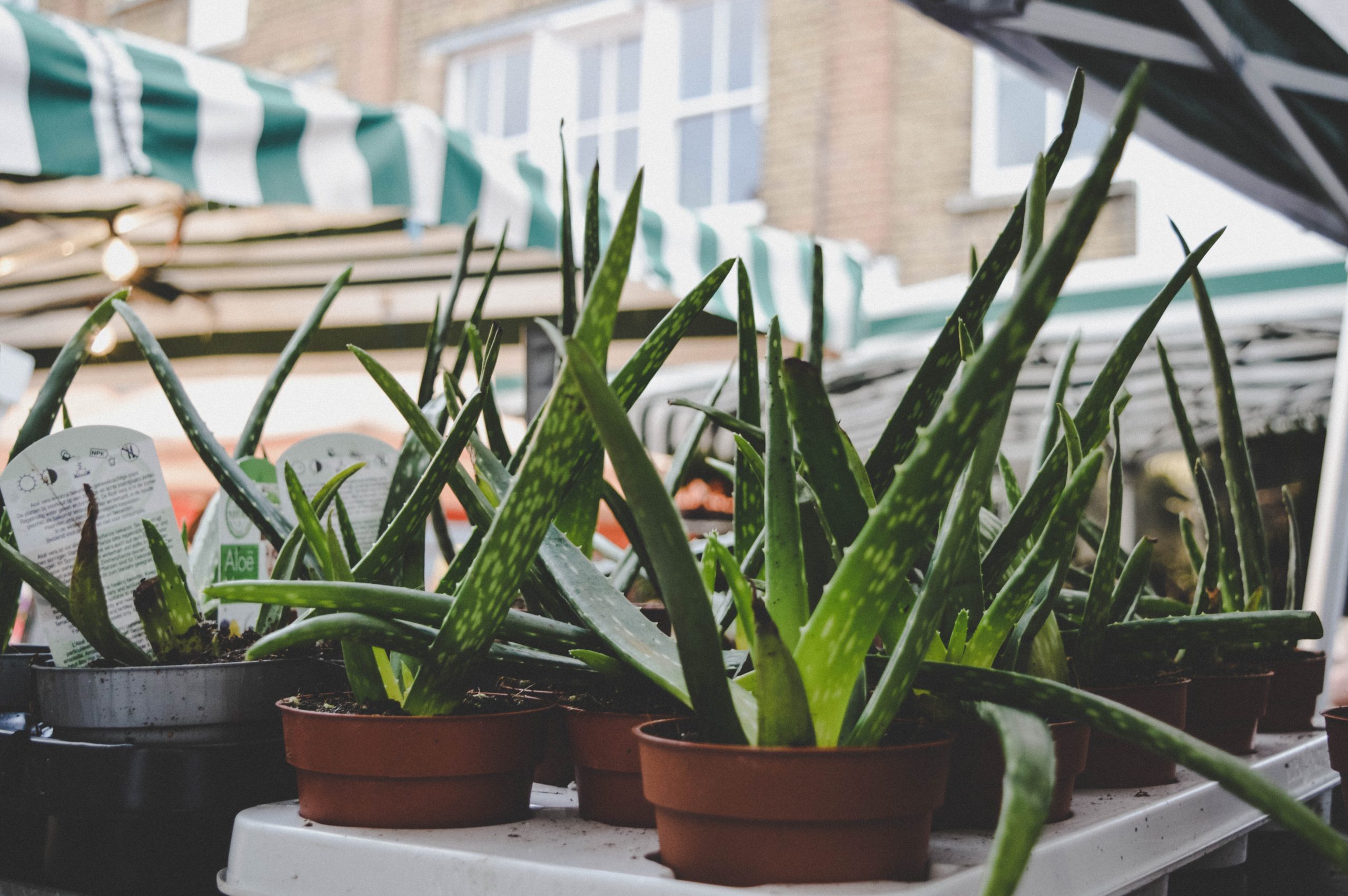 Aloes – zdrowotne właściwości i zastosowanie