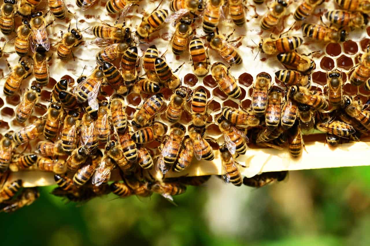 Produkty pszczelarskie, po które warto sięgnąć