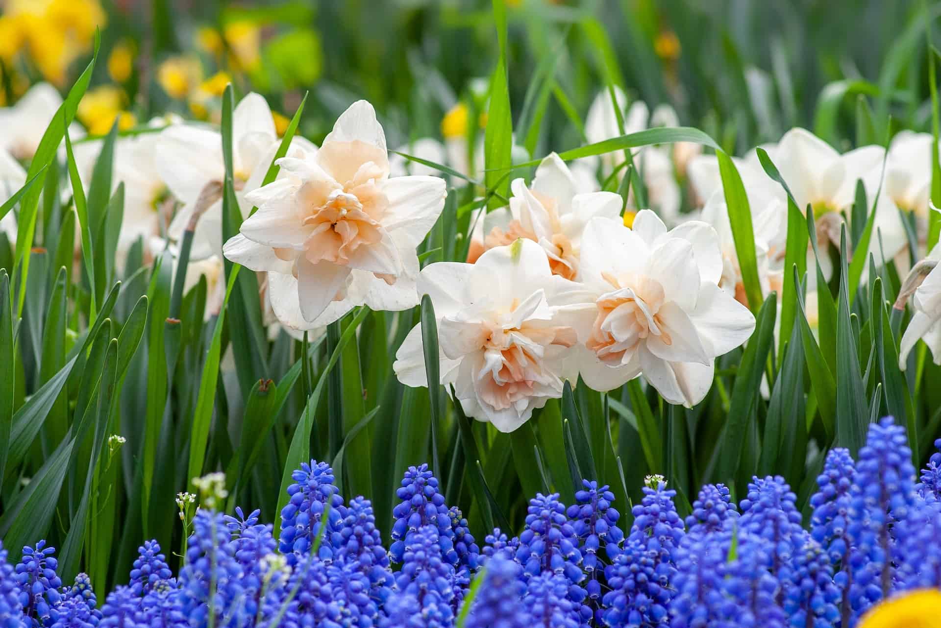5 rodzajów kwiatów, które ozdobią Twój ogród