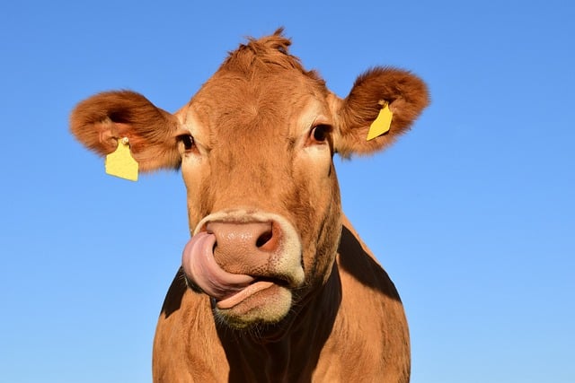 Praktyczne wskazówki dotyczące dojenia krów: Podstawowe porady i techniki dotyczące dojarki do krów